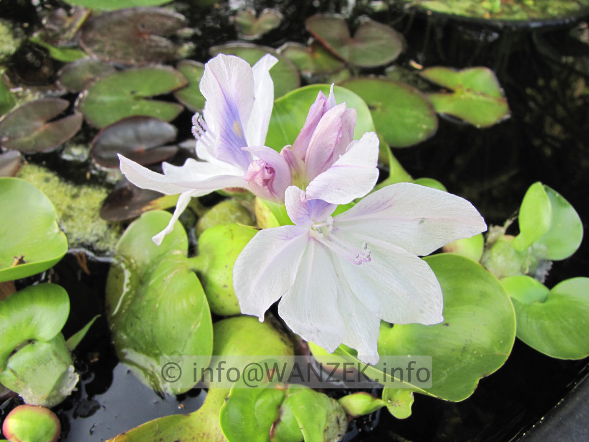 Eichhornia crassipes - Bluete.JPG